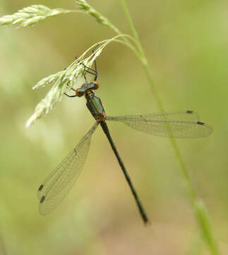 Imagem de Lestes dryas Kirby 1890