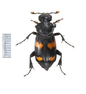 Image of Roundneck Sexton Beetle