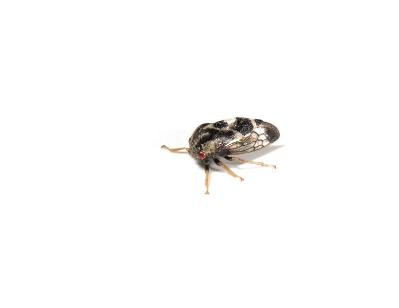 Image of Membracidae