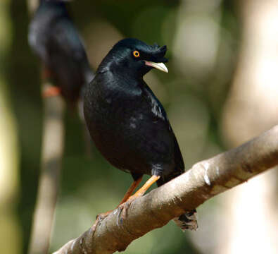 Image of Myna