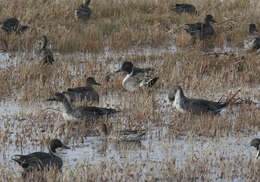 Image of pintail, northern pintail