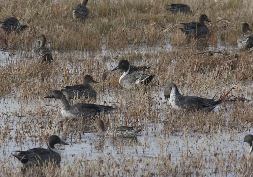 Image of pintail, northern pintail