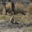 Image of White-tailed Prairie Dog