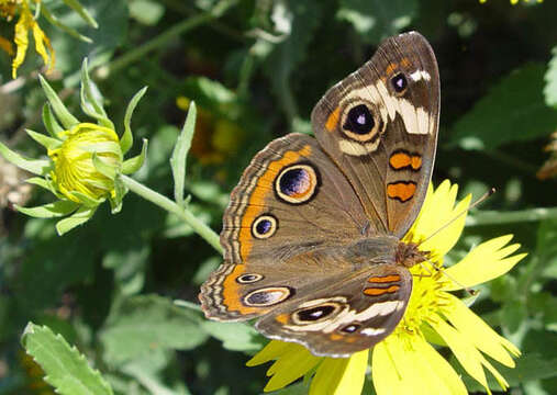 Image of Common buckeye