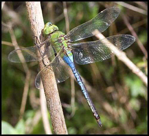 Image de Anax Leach ex Brewster 1815