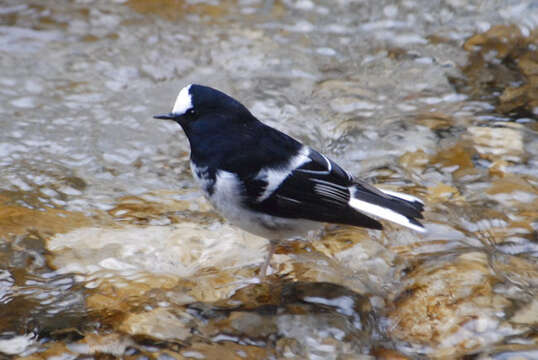 Image of Forktail