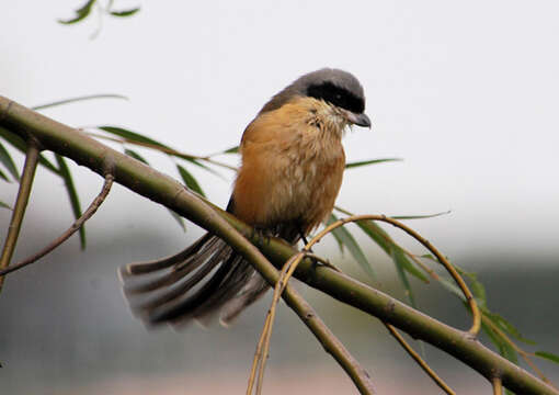 Image of Long-tailed Shrike