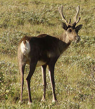 Image of Rangifer C. H. Smith 1827