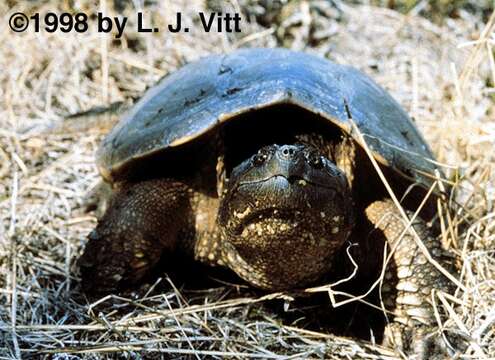 Image of Common Snapping Turtle