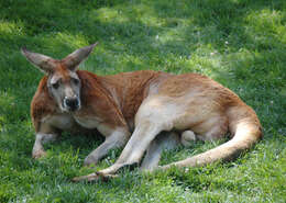 Image of red kangaroo