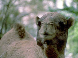 Image of Dromedary