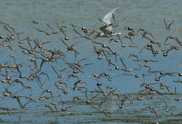 Image of Dunlin