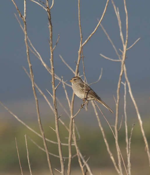 Image of White-crowned Sparrow