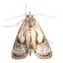Image of Formosa Looper Moth