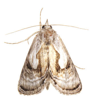 Image of Chrysanympha