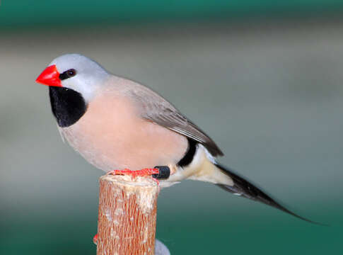 Image of Black-throated Finches
