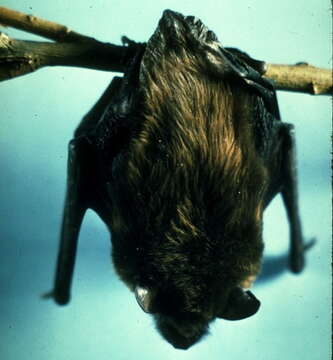 Image of Big Brown Bat