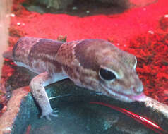 Image of eyelid geckos