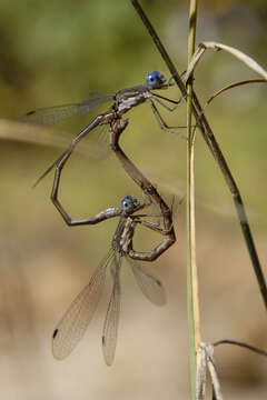 Image of Spotted Spreadwing