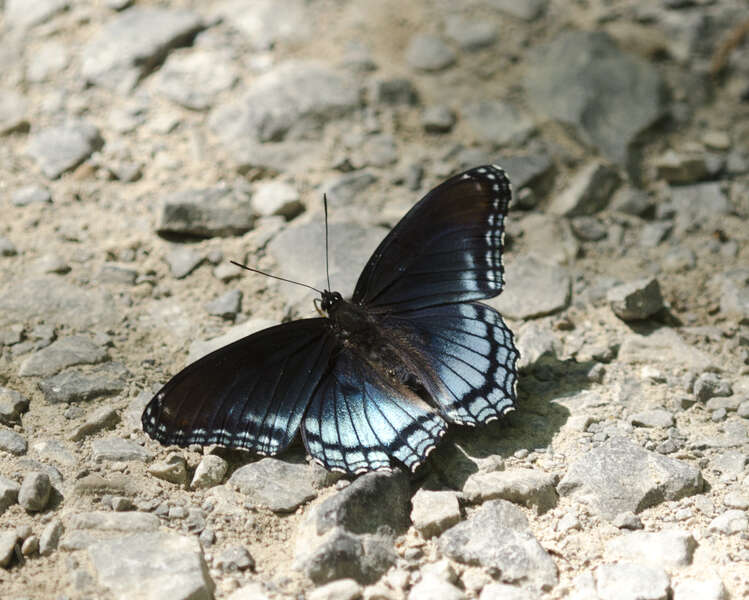 Image of Red-Spotted Purple