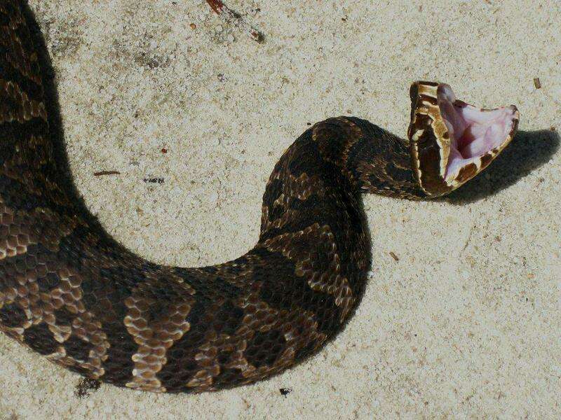 Image of Cottonmouth