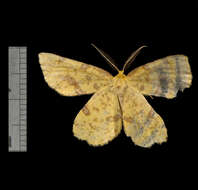 Image of False Crocus Geometer Moth