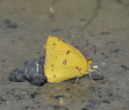 Image of Orange Sulphur