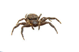 Image of Bark Crab Spiders