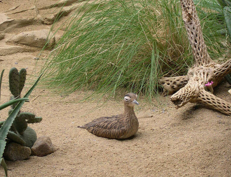 Image of Double-striped Thick-knee