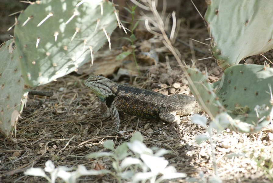 Afbeelding van Sceloporus jarrovii Cope 1875