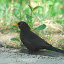 Plancia ëd Turdus merula Linnaeus 1758