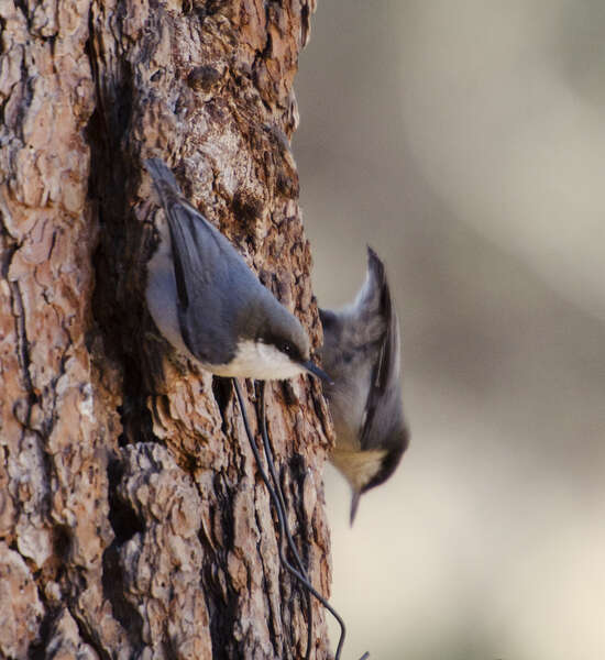 Image of Pygmy Nuthatch