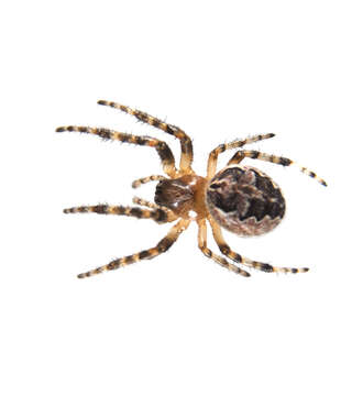 Image of Furrow spiders