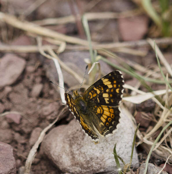 Image of Phyciodes pulchella