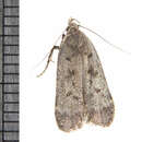 Image of Dark-headed Aspen Leafroller Moth