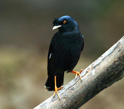 Image of Myna