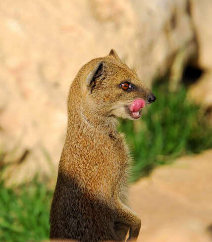 Image of Yellow Mongoose