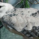 The Harpy Eagle is almost extinct in the Atlantic Rainfores - Parque das  Aves