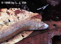 Image of worm lizard