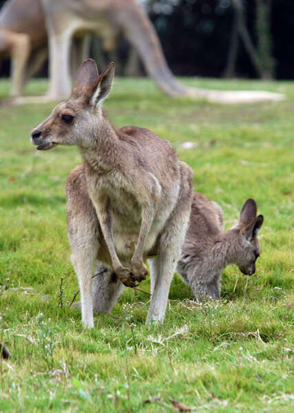 Imagem de Macropus giganteus Shaw 1790