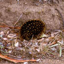 Imagem de Tachyglossus aculeatus (Shaw 1792)