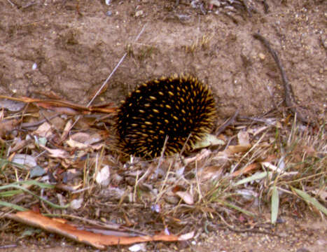 Image of Short-beaked Echidnas