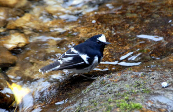 Image of Forktail