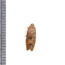 Image of Filbertworm Moth