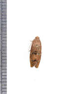 Image of Filbertworm Moth