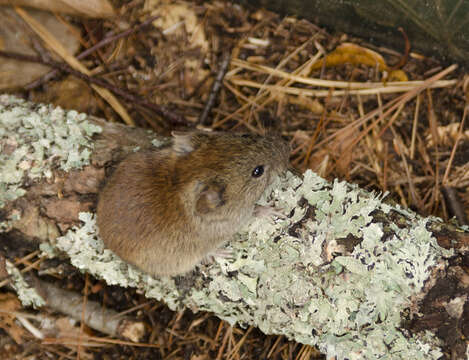 Image of Revillagigedo Island Red-backed Vole