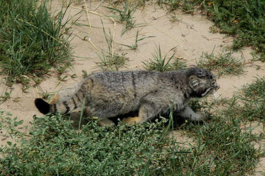 Image of Pallas’s cat