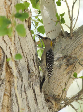 Image of Golden-fronted Woodpecker