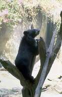 Image of Sun bear