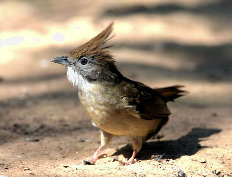 Image of puff-throated bulbul